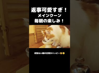 今日のセテさん #メインクーン #ノルウェージャンフォレストキャット #大型猫 #猫のいる暮らし #shorts #cat #mainecoon #catshorts​