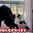 子猫たちについて凄く大切なお知らせがございます