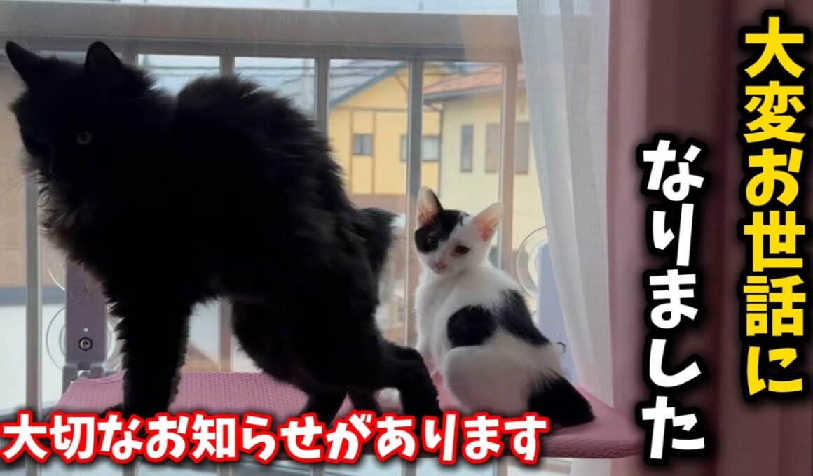 子猫たちについて凄く大切なお知らせがございます