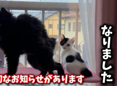 子猫たちについて凄く大切なお知らせがございます