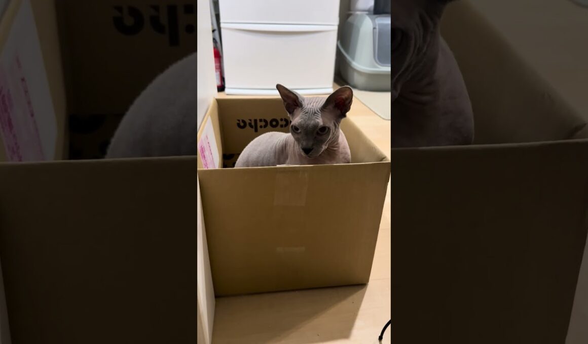 段ボールの中から兄猫を監視する猫スルタン【スフィンクス】