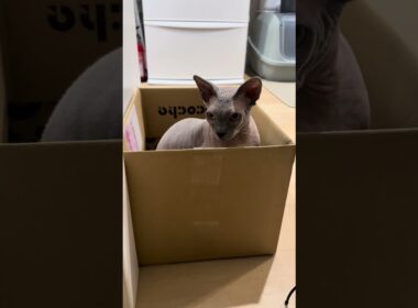 段ボールの中から兄猫を監視する猫スルタン【スフィンクス】