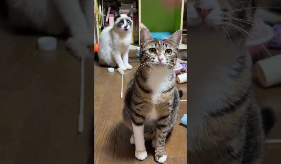 キジシロのルルと黒猫くー、黒夢とシャム雫の遊びを見ながら、色々と学んで遊ぶシャムの子ねこパンダくん