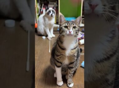 キジシロのルルと黒猫くー、黒夢とシャム雫の遊びを見ながら、色々と学んで遊ぶシャムの子ねこパンダくん