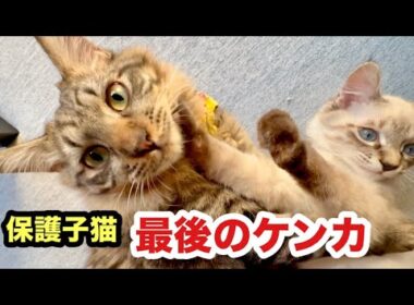保護された子猫同士、最後のケンカです