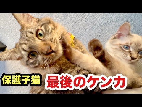 保護された子猫同士、最後のケンカです
