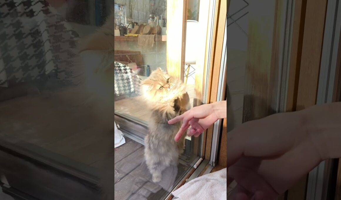 【猫のいる暮らし】#ペルシャ #cat #もふもふ #スコティッシュフォールド