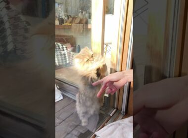 【猫のいる暮らし】#ペルシャ #cat #もふもふ #スコティッシュフォールド