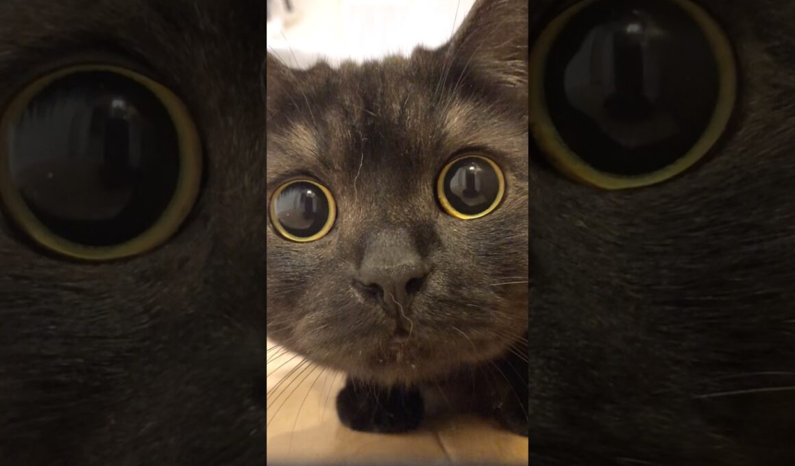 3秒間のきゅるるんタイム！#shorts