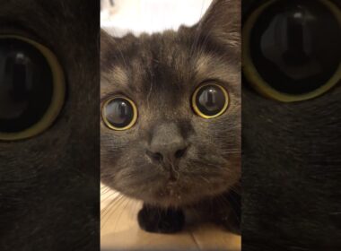 3秒間のきゅるるんタイム！#shorts