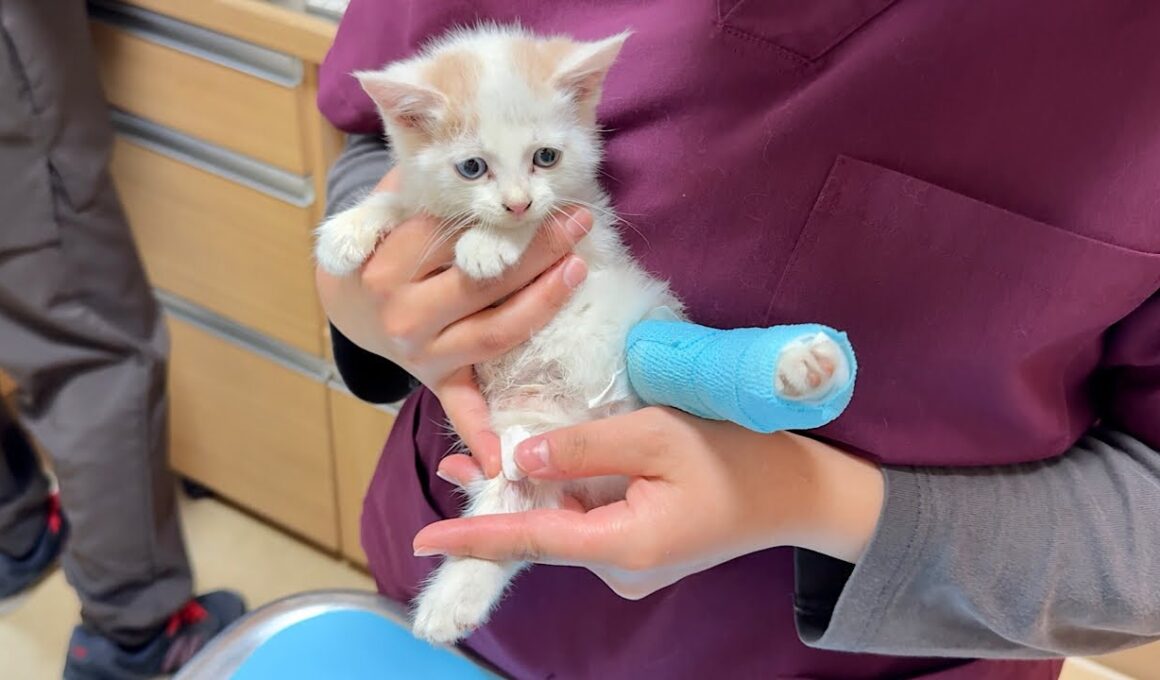 怪我してた生後１ヶ月の子猫を病院に連れて行ったら悲しい事実が発覚しました。