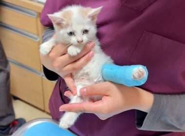 怪我してた生後１ヶ月の子猫を病院に連れて行ったら悲しい事実が発覚しました。