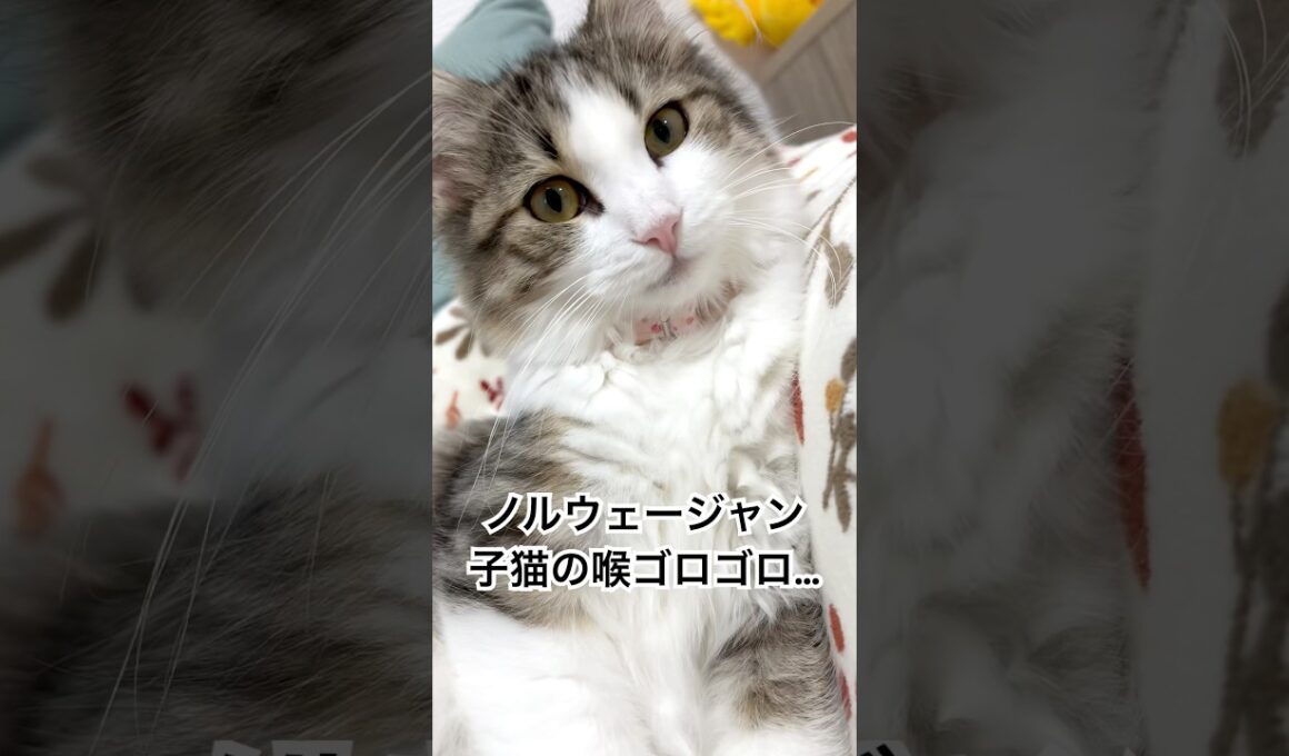 ノルウェージャンフォレストキャット子猫が可愛すぎる🩷 #shorts #short #ショート #cat #shortvideo