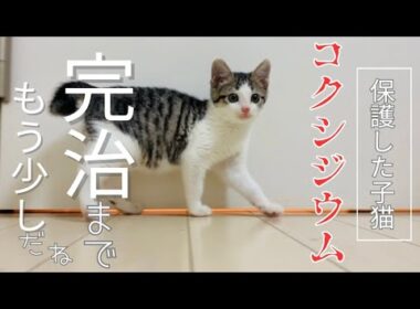 【子猫】保護した子猫のコクシジウム、順調に回復中！