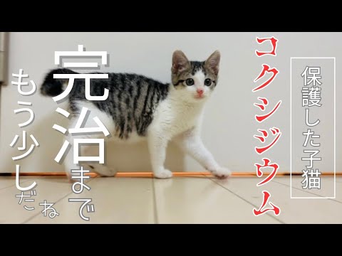 【子猫】保護した子猫のコクシジウム、順調に回復中！