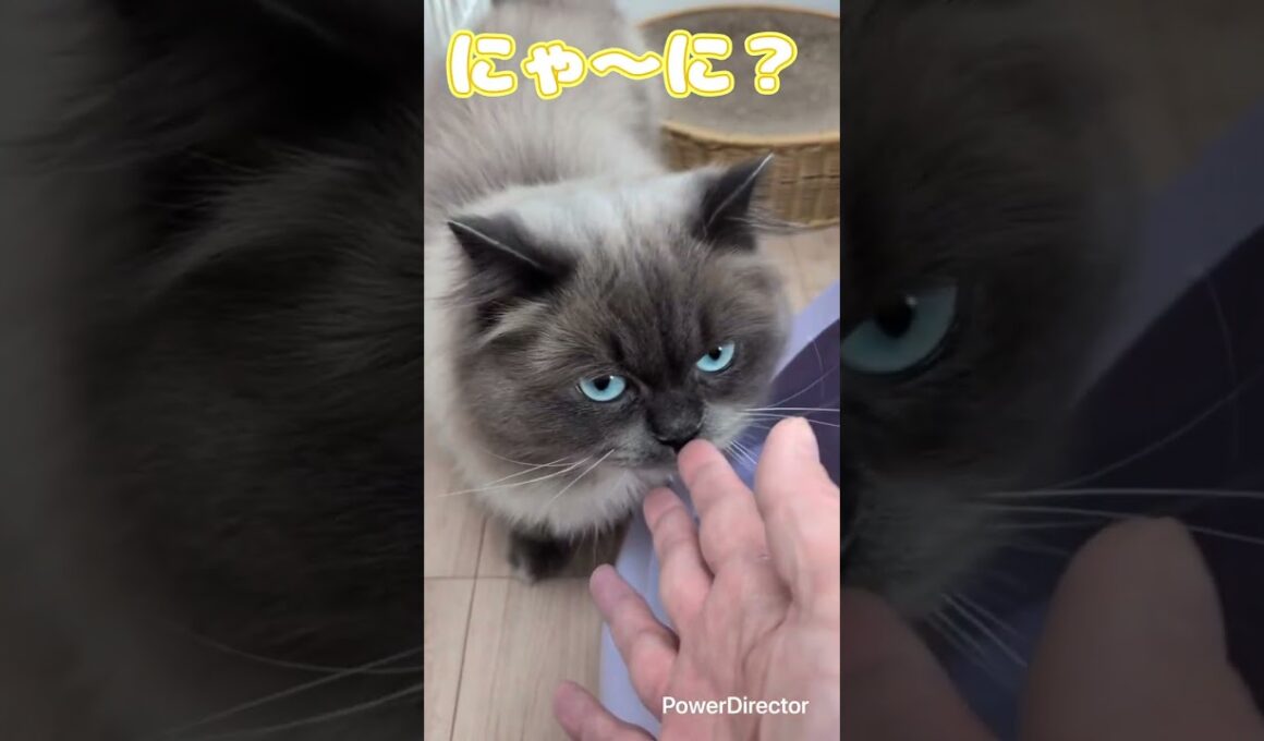 ヒマラヤンのあきちゃん　初めてのシッター　仲良くしてくれてありがとう