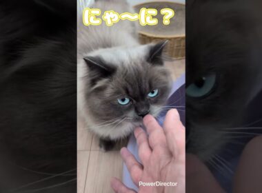 ヒマラヤンのあきちゃん　初めてのシッター　仲良くしてくれてありがとう