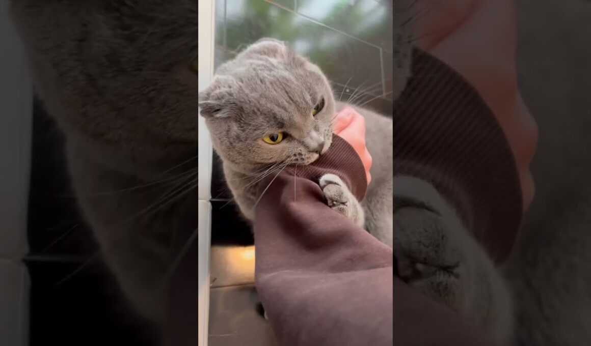 撫でられるのがスキなのに突然豹変するねこ【シャルトリュー/Chartreux cat】 #shorts #cat #シャルトリュー