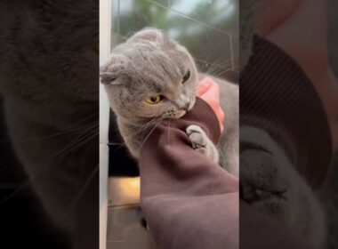 撫でられるのがスキなのに突然豹変するねこ【シャルトリュー/Chartreux cat】 #shorts #cat #シャルトリュー