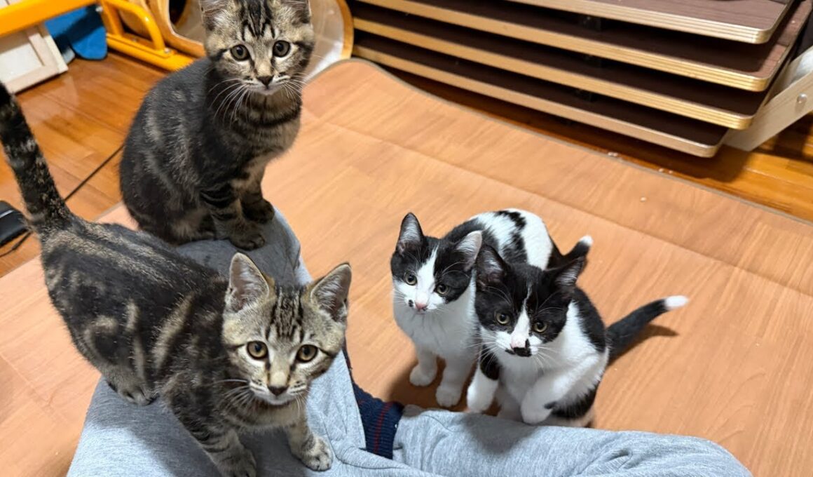 子猫ルームから生配信🐈