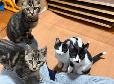 子猫ルームから生配信🐈