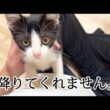 なでるまで降りてくれない子猫