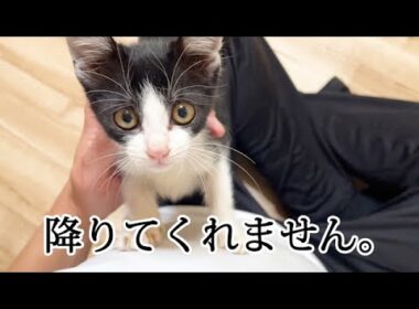 なでるまで降りてくれない子猫