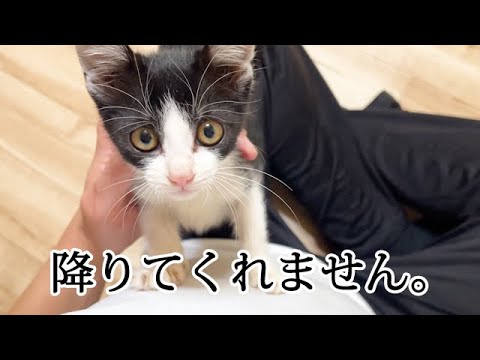 なでるまで降りてくれない子猫