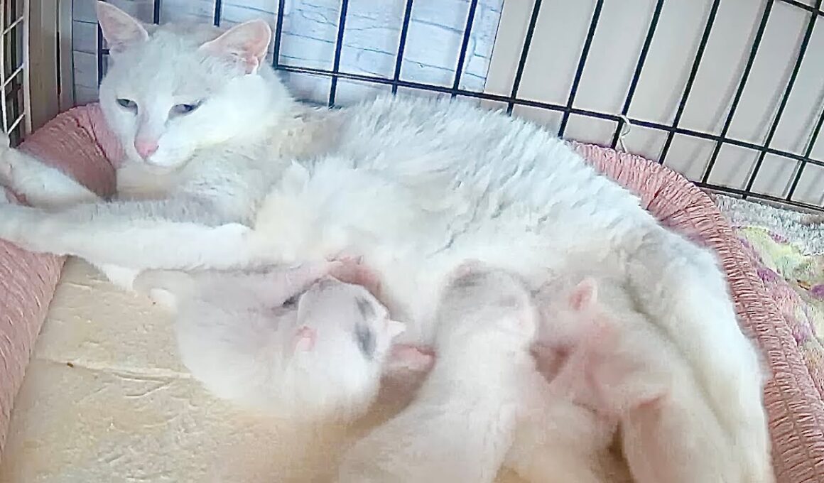 祝生後1週！おっぱい争奪戦をする子猫とお疲れのママ猫【白玉ちゃん日記#11】The kittens fight over their mother's milk.