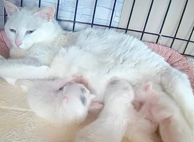 祝生後1週！おっぱい争奪戦をする子猫とお疲れのママ猫【白玉ちゃん日記#11】The kittens fight over their mother's milk.