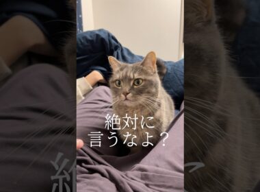 ママにバレたらヤバいやつ。猫が絶対に言わないって約束してくれました#shorts #猫 #猫のいる暮らし
