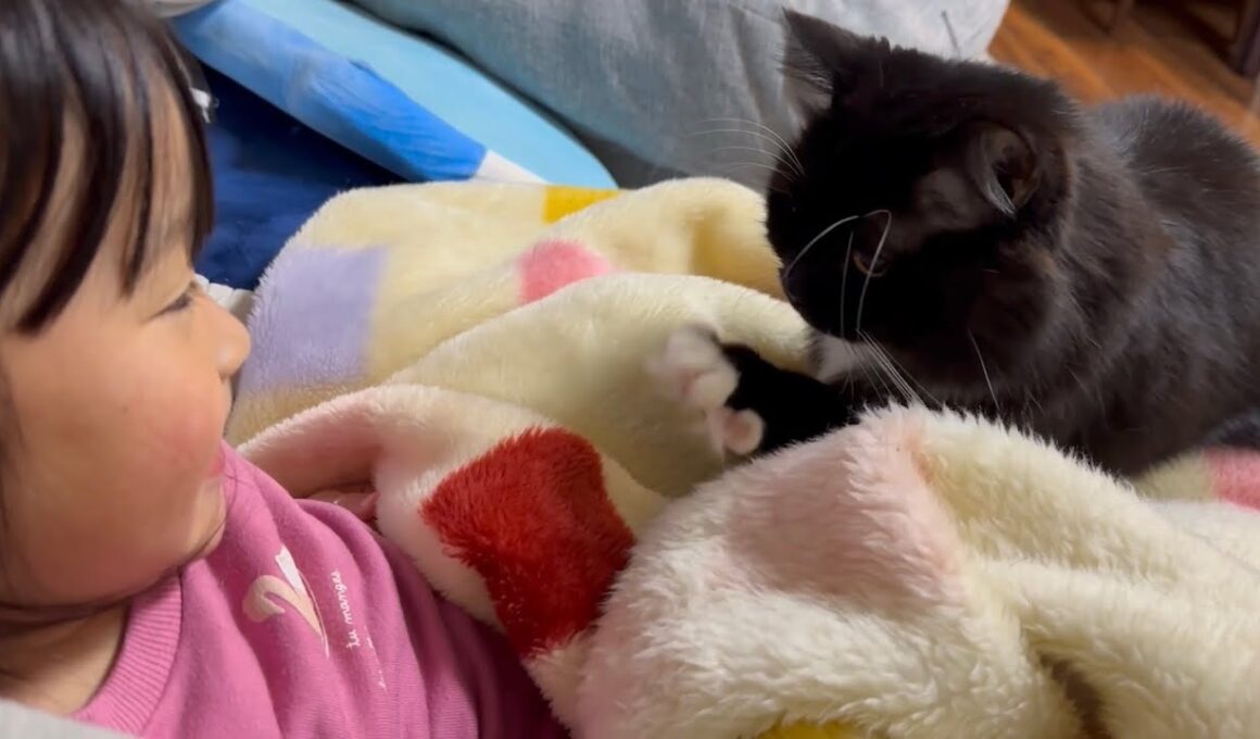 やんちゃで甘えん坊な猫　ラガマフィン　サイベリアンA mischievous and cuddly cat. Ragamuffin. Siberian