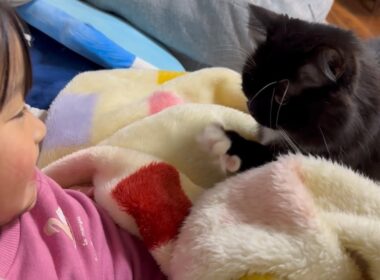 やんちゃで甘えん坊な猫　ラガマフィン　サイベリアンA mischievous and cuddly cat. Ragamuffin. Siberian