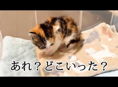 自分のしっぽを探す子猫がかわいい