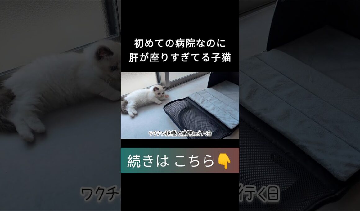 #shorts #ラグドール #子猫 #甘えん坊猫 #ぬいぐるみ猫 #ragdollcat