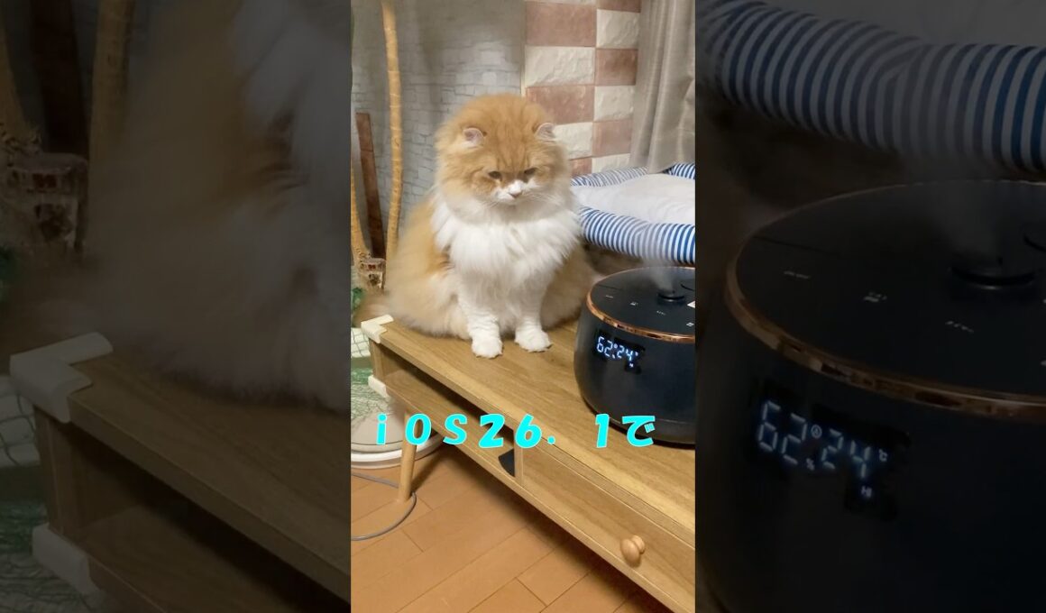 ｉＯＳ２６．１  #cat #猫のいる暮らし #アメリカンカール