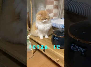ｉＯＳ２６．１  #cat #猫のいる暮らし #アメリカンカール