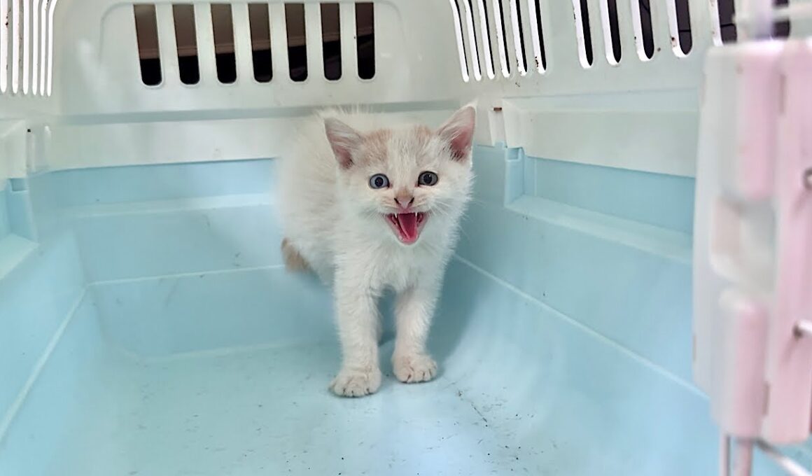 【緊急】足を怪我した生後１ヶ月のシャーシャー子猫を保護しました。