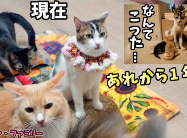 「なんてこった⋯」から1年後  現在の猫達の様子