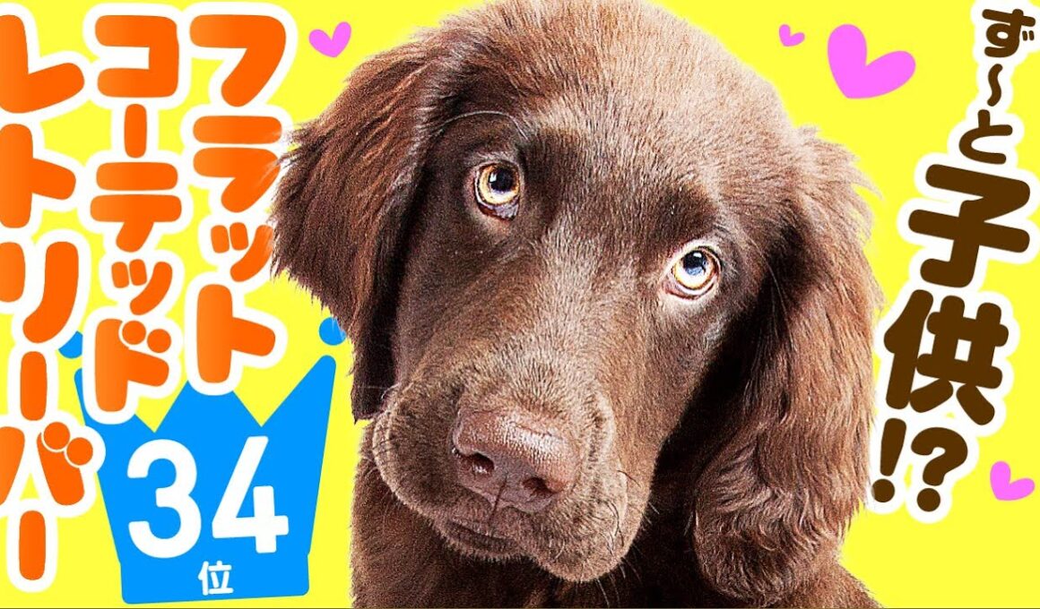 ❤️人気34位【フラットコーテッド・レトリーバーってどんな犬？】子犬の価格や性格、寿命、飼いやすさは？ カワイイ動画でチェック！