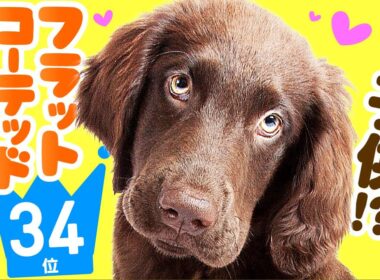 ❤️人気34位【フラットコーテッド・レトリーバーってどんな犬？】子犬の価格や性格、寿命、飼いやすさは？ カワイイ動画でチェック！