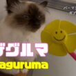 バーマン猫ガブ【カザグルマ】Kazaguruma（バーマン）Birman/Cat