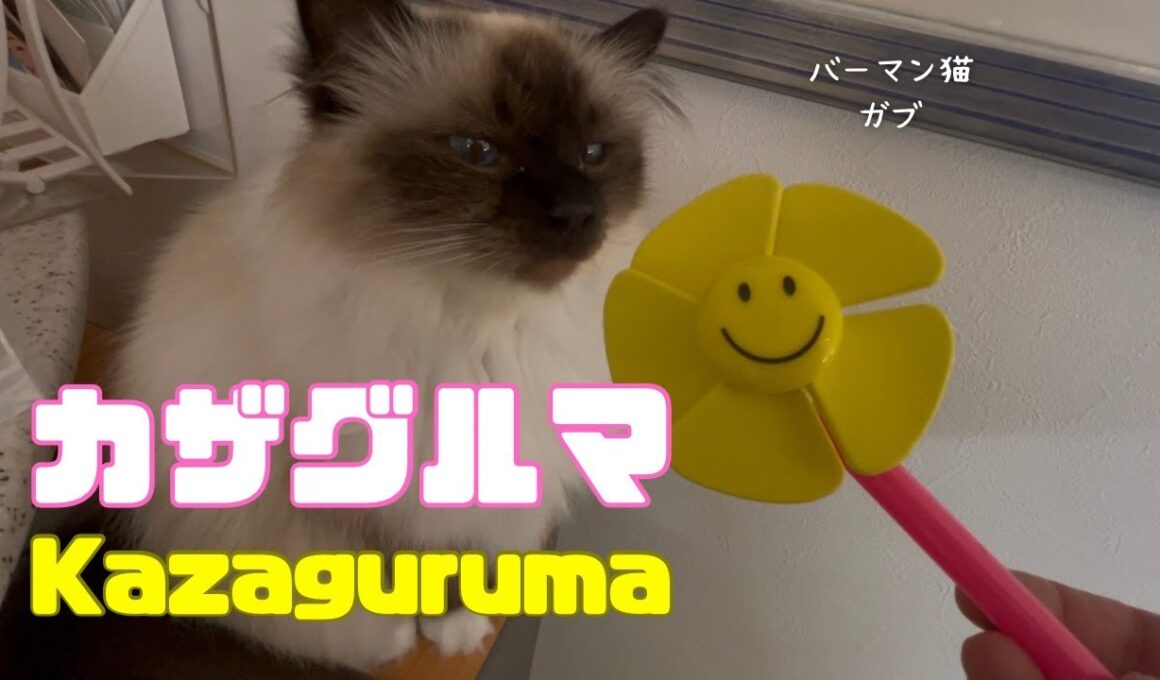 バーマン猫ガブ【カザグルマ】Kazaguruma（バーマン）Birman/Cat