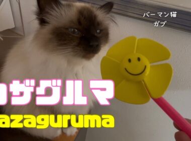バーマン猫ガブ【カザグルマ】Kazaguruma（バーマン）Birman/Cat