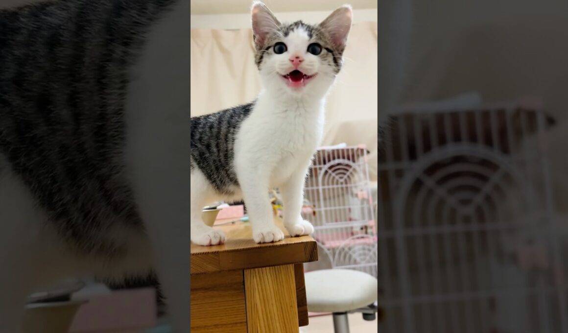 まだ遊びたい子猫 #こねこ #子猫 #猫の鳴き声 #かわいい子猫