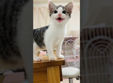 まだ遊びたい子猫 #こねこ #子猫 #猫の鳴き声 #かわいい子猫