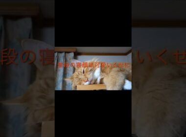 どんな寝顔でも#メインクーン#面白い#かお#長毛種 #大型猫