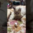 シャムの子ネコ雫、キャップ遊び、本格デビュー。黒猫くー師匠が、お手本した後、見守るｗ