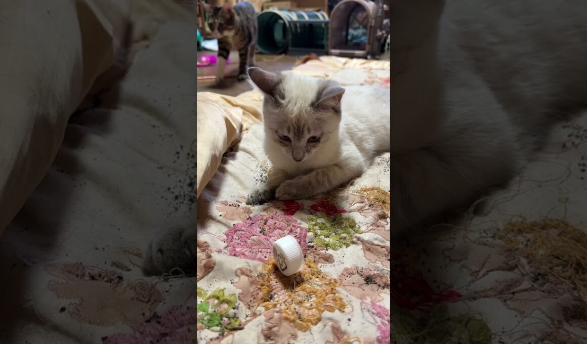 シャムの子ネコ雫、キャップ遊び、本格デビュー。黒猫くー師匠が、お手本した後、見守るｗ