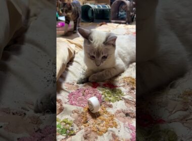 シャムの子ネコ雫、キャップ遊び、本格デビュー。黒猫くー師匠が、お手本した後、見守るｗ